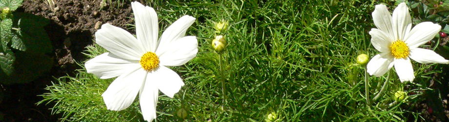 Felletin.fr header image